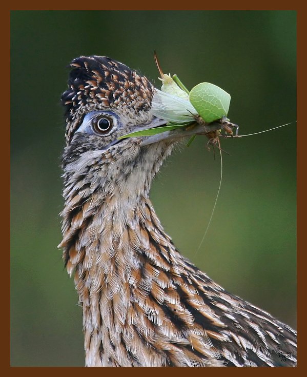 roadrunner-greater 7-26-09-4d057c1b.jpg