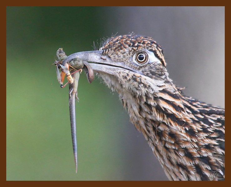 roadrunner-greater 7-26-09-4d913b.jpg
