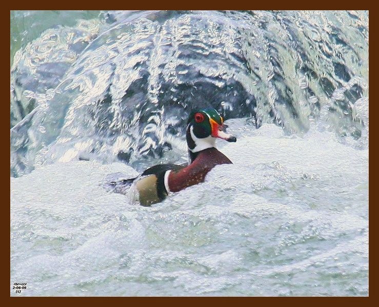 wood duck 2-6-09-4d707b.jpg