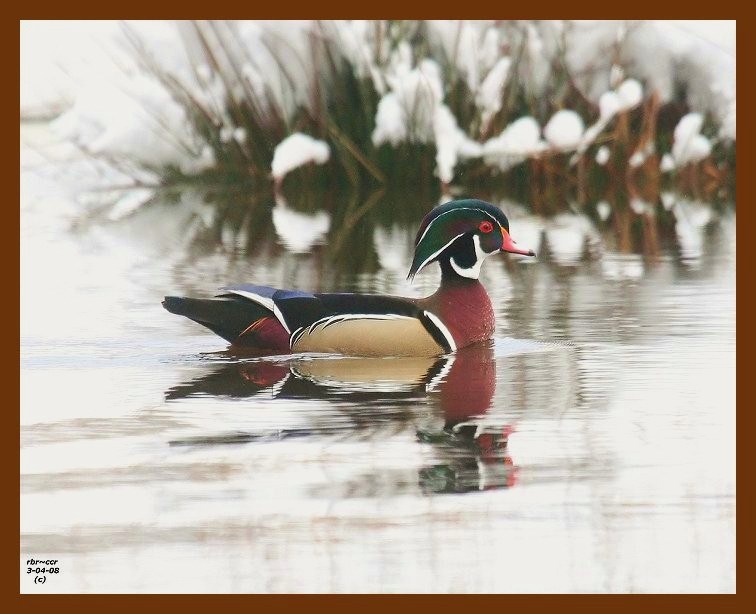 wood duck 3-4-08-4c714b.jpg