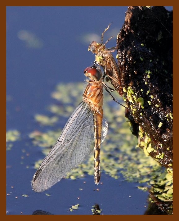 dragonfly 5-18-08-4d557b.jpg