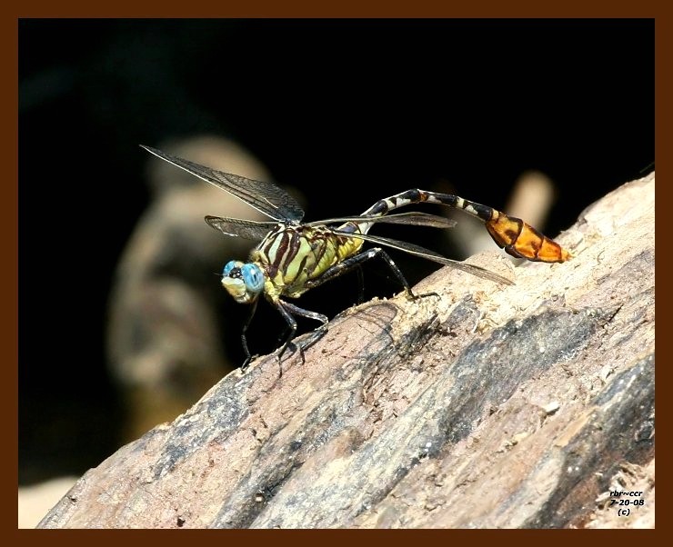 dragonfly 7-20-08-4d049b.jpg