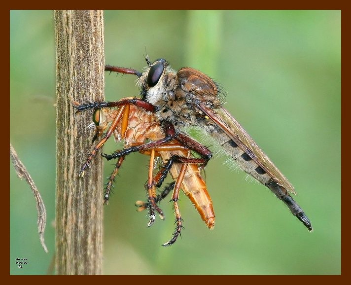 robberflies 9-3-07-4c2b.jpg