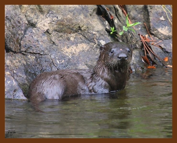 river otter 8-8-08-4d727b.jpg