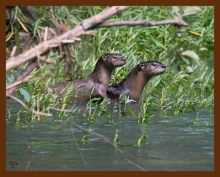 river otter 9-8-08-4d142b.jpg