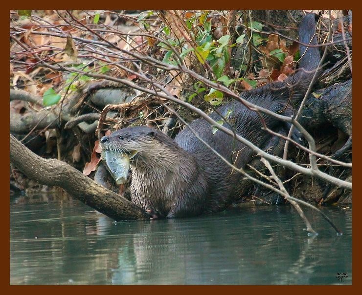 river otter 11-19-08-4d220b.jpg