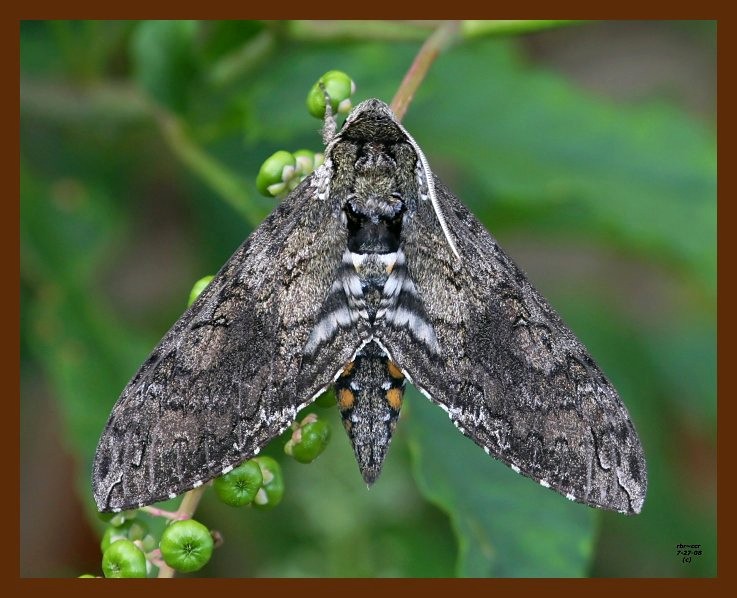 carolina sphinx 7-27-08-4d693b.jpg