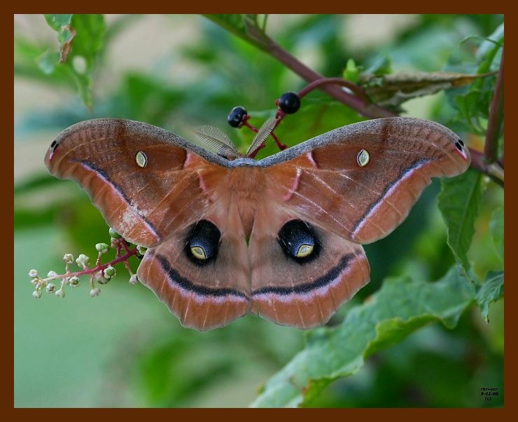 polyphemus 8-2-08-4d562b.jpg