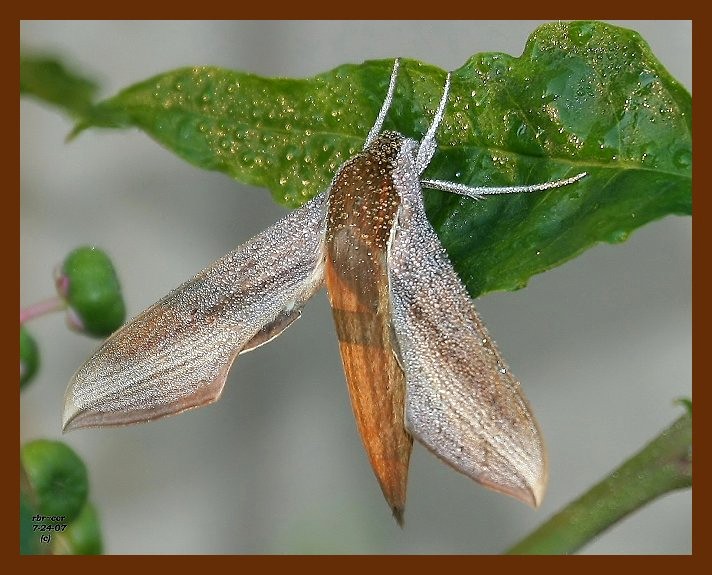 tersa sphinx 7-24-07-4c1b.jpg