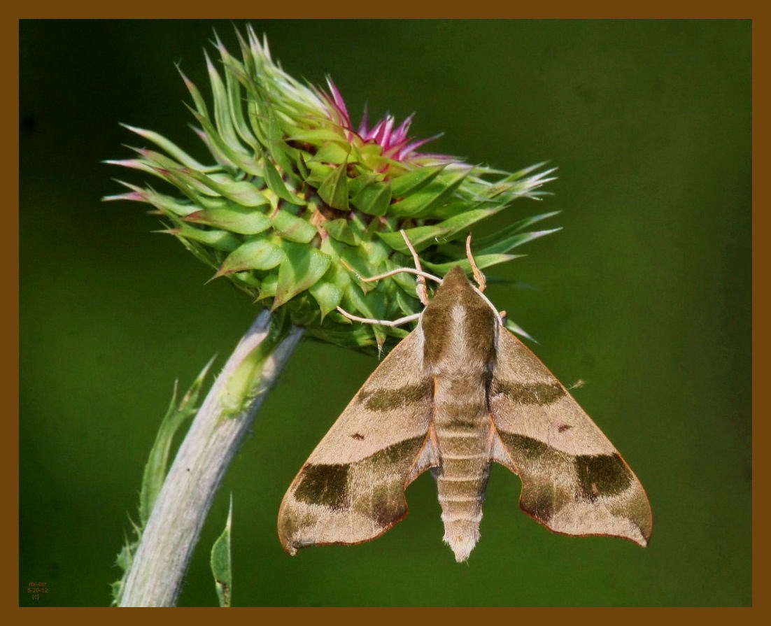 virginia creeper sphinx-5-20-12-094b.JPG