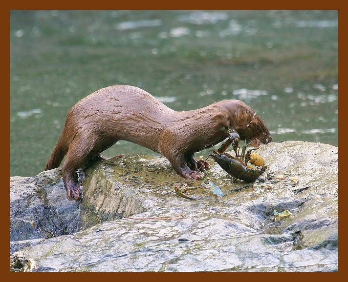 mink 6-1-08-4d376b.jpg