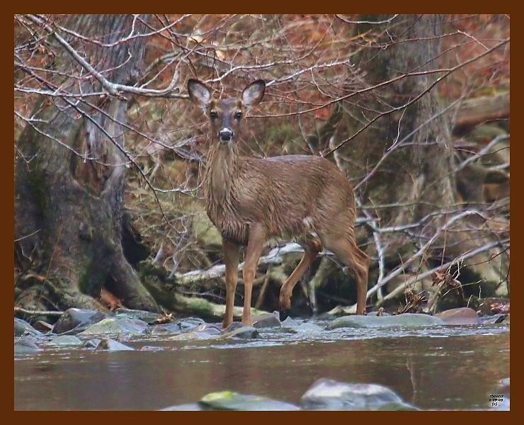 deer-1-9-09-4d665b.jpg
