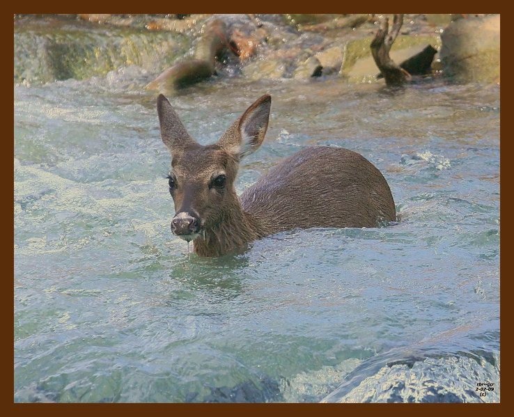 deer-2-7-09-4d929b.jpg