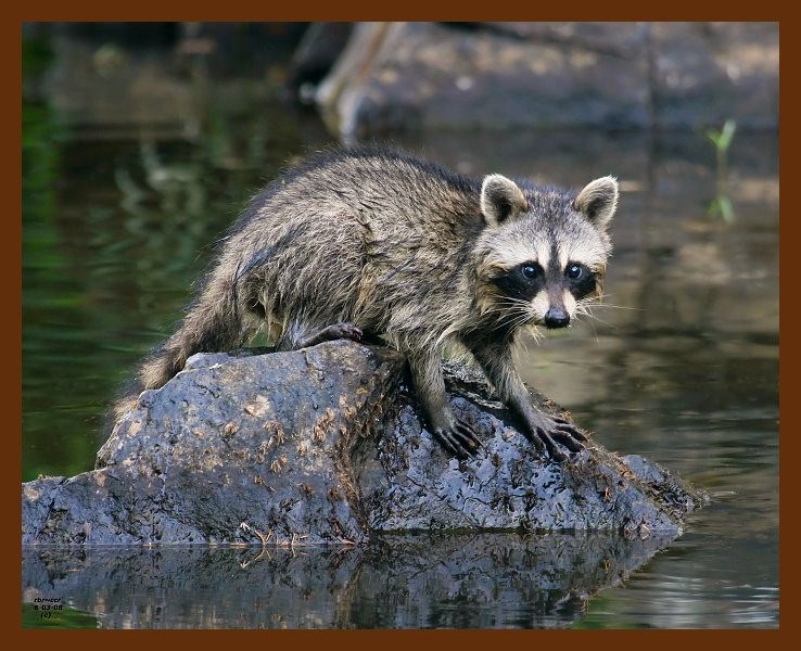 raccoon young 8-3-08-4d776b.jpg