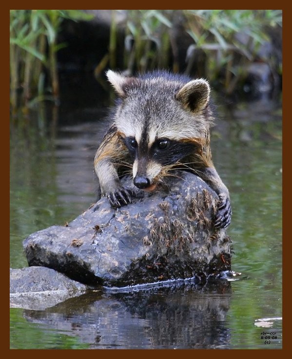 raccoon young 8-5-08 4d142b.jpg