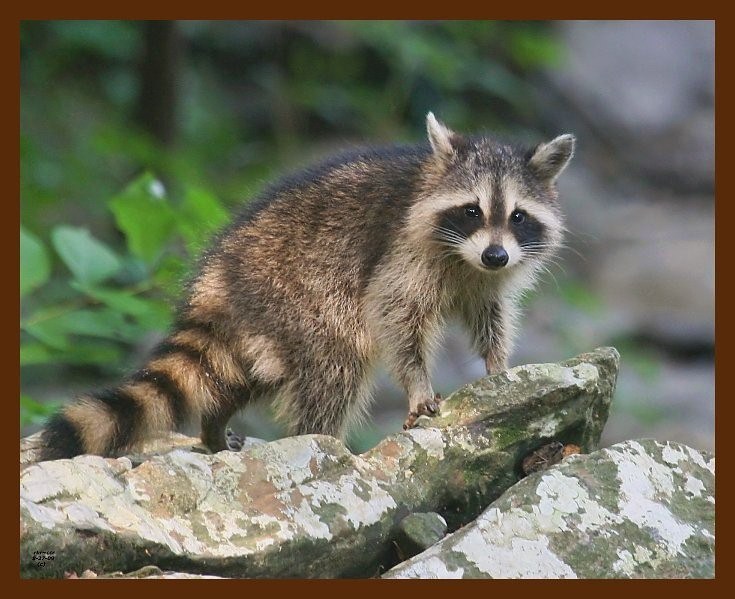 raccoon young 8-27-09-4d171b.jpg
