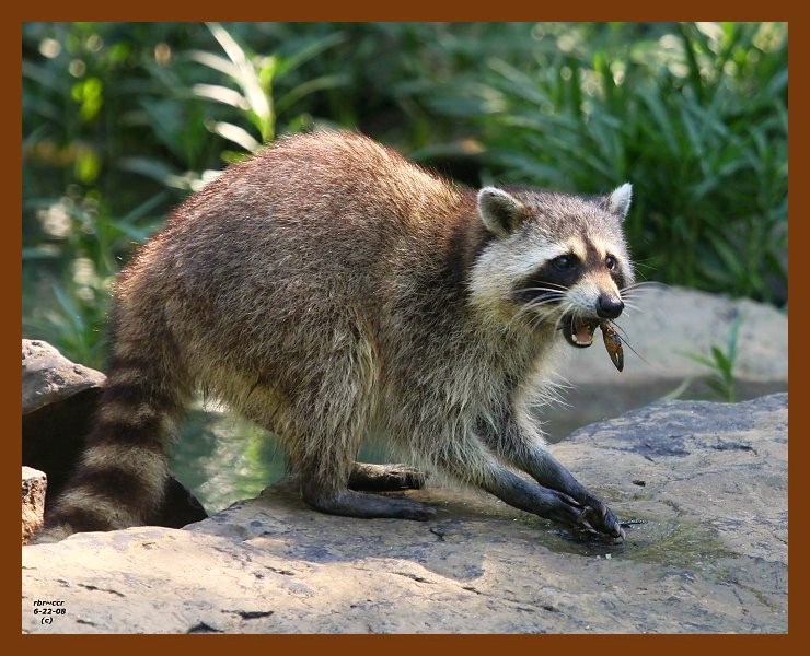 raccoon 6-22-08-4d798b.jpg