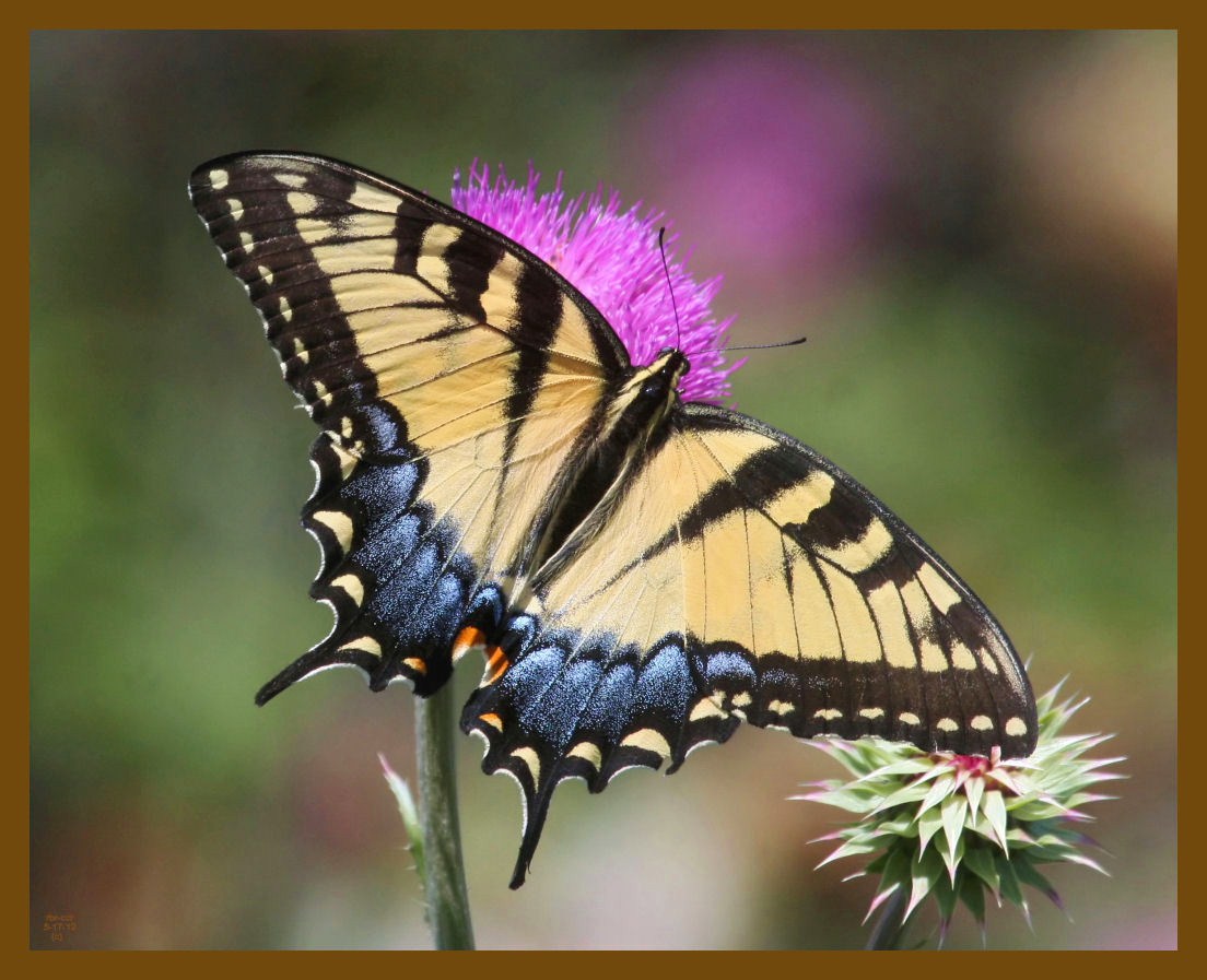 eastern tiger swallowtail-5-17-12-622b.JPG