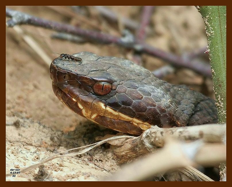 cottonmouth 4-17-07-cl3.jpg