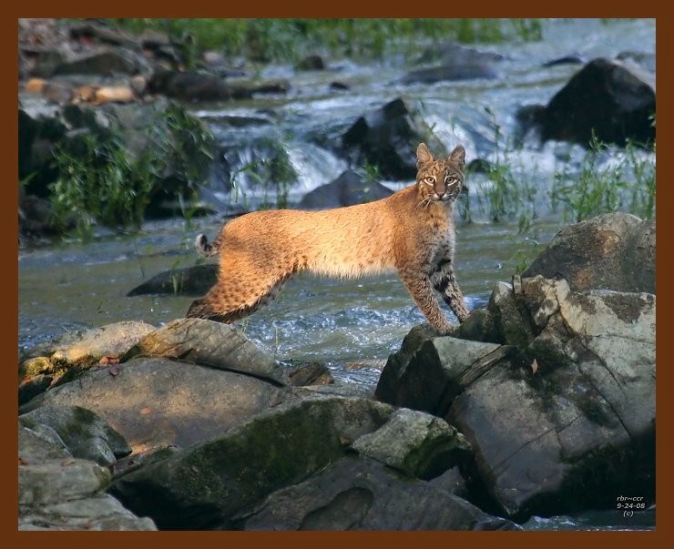 bobcat 9-24-08-4d875b.jpg