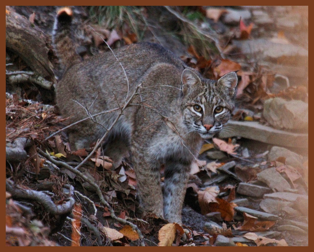 bobcat-11-10-11-058b.JPG