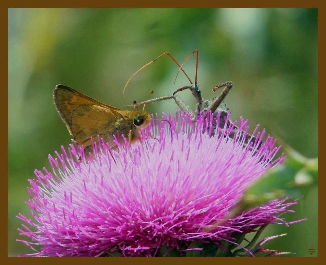 wheel bug-skipper-6-13-12-443b.JPG