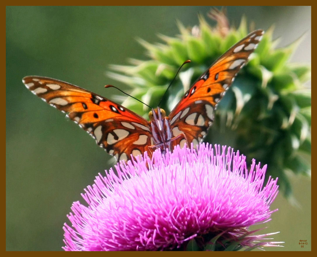 gulf fritillary-6-14-12-808b.JPG