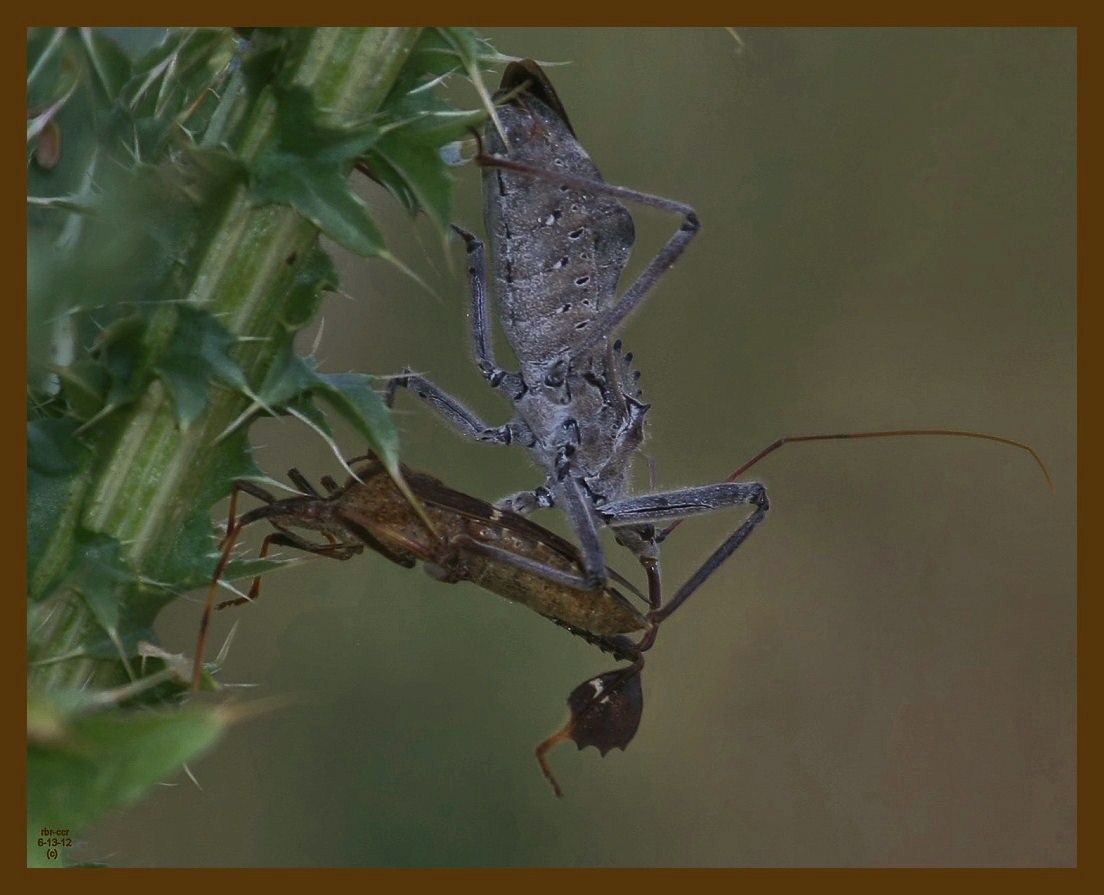 wheel bug-bug-6-13-12-961b.JPG