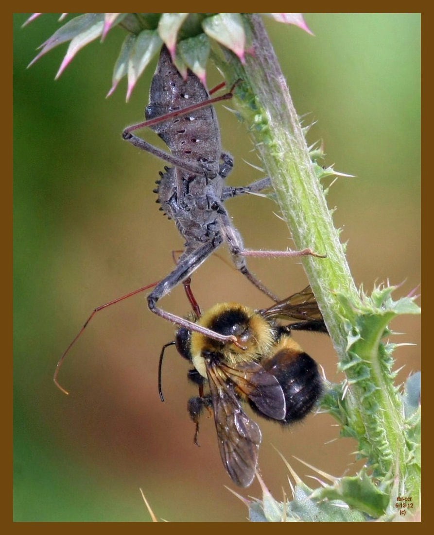 wheel bug-bee-6-13-12-508c1b.JPG