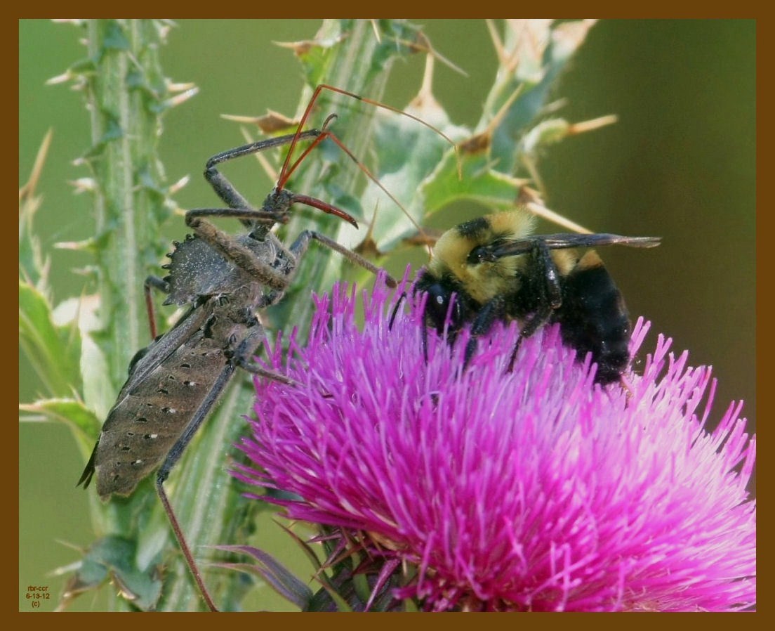 wheel bug-bee-6-13-12-471b.JPG