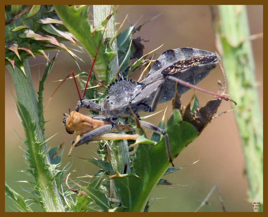 wheel bug-grasshopper-6-16-12-331b.JPG