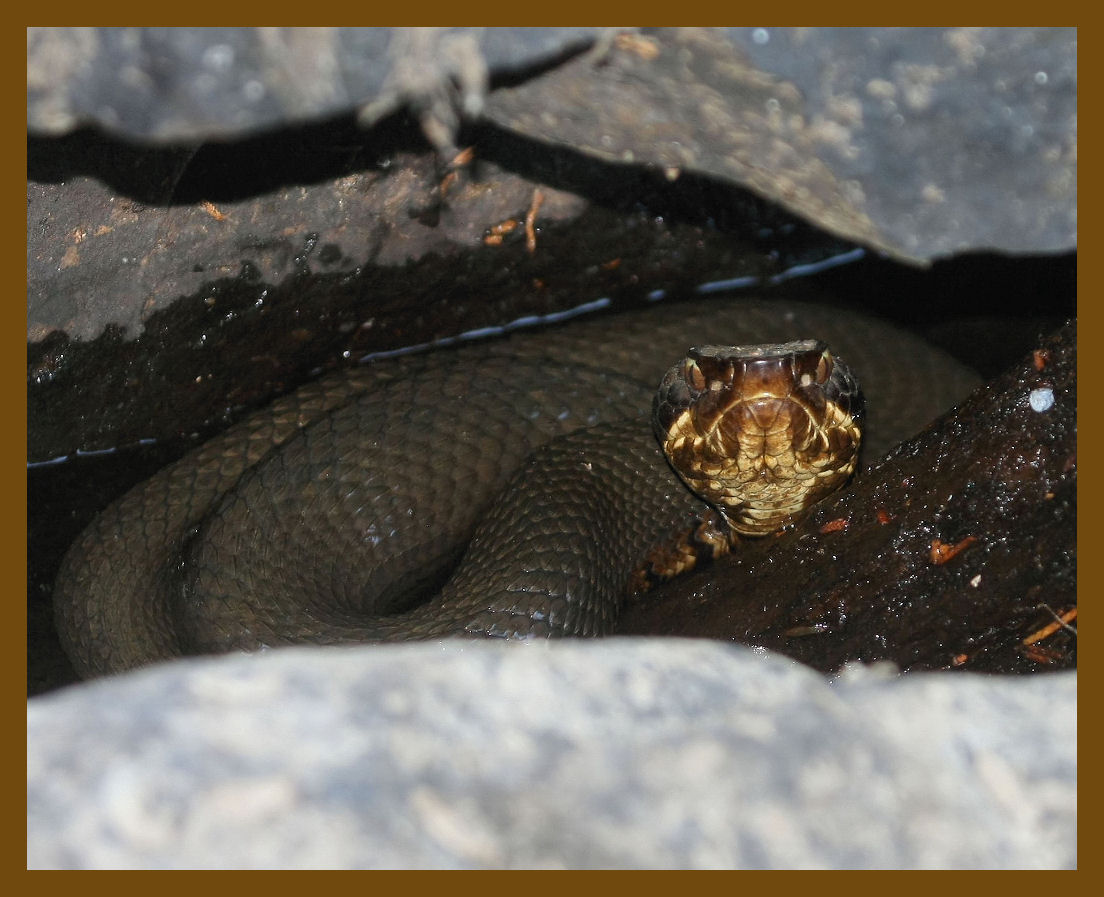 cottonmouth-7-20-12-234b.JPG