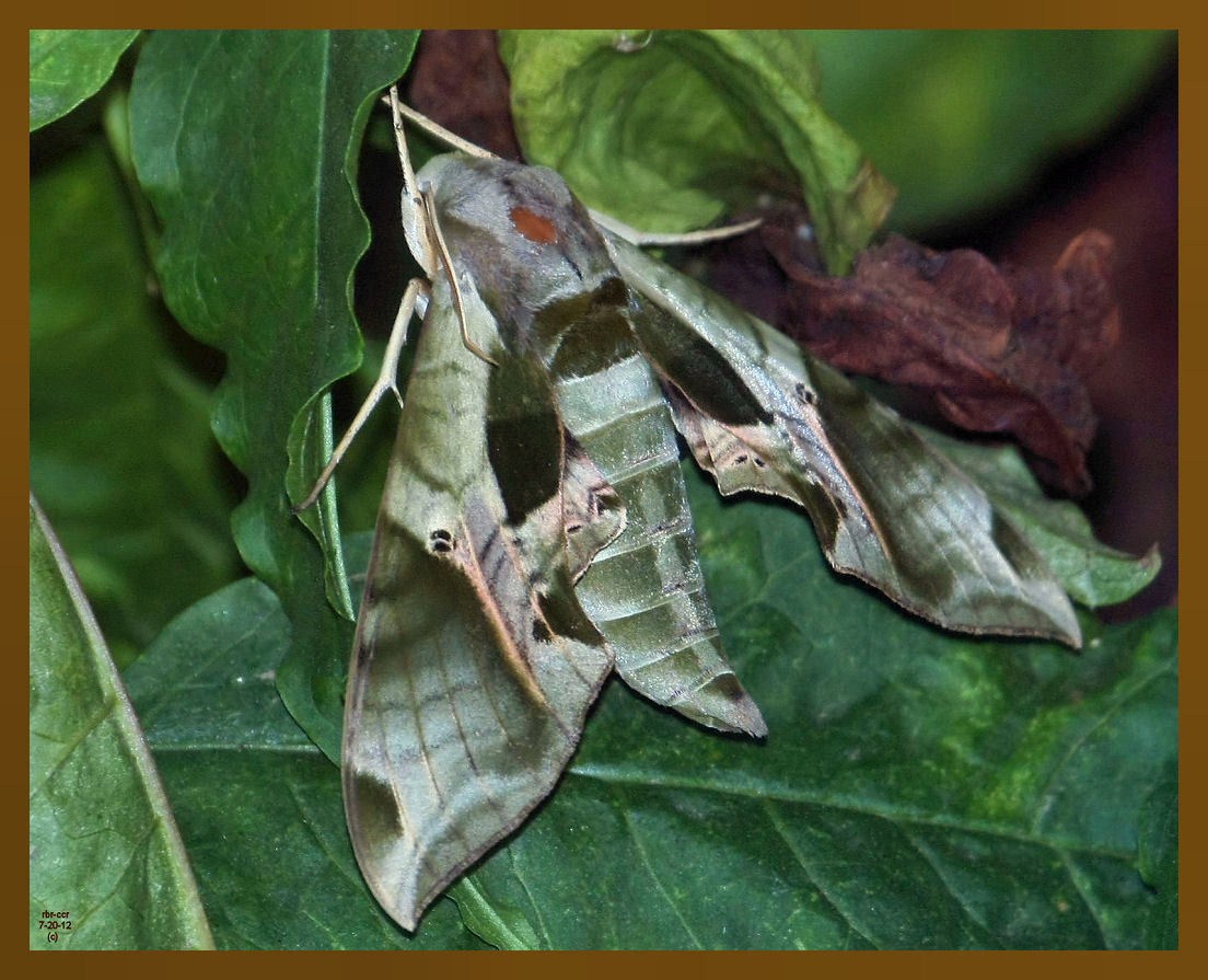 pandorus sphinx 7-20-12-190b.JPG