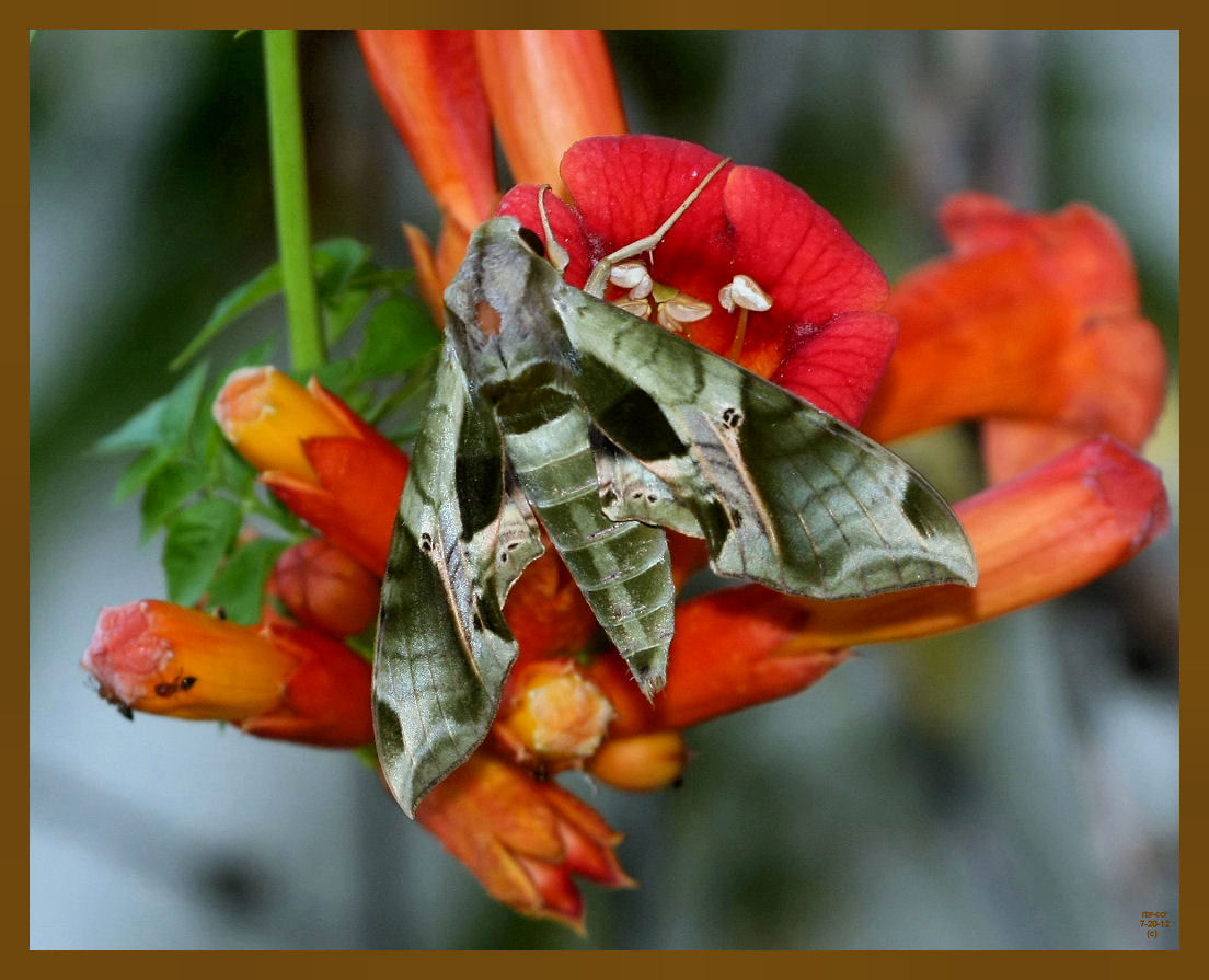 pandorus sphinx 7-20-12-203b.JPG