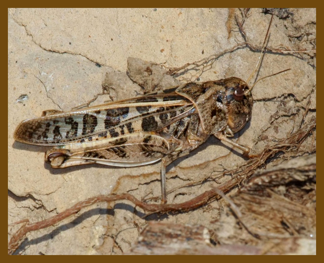 grasshopper 7-23-12-321b.JPG