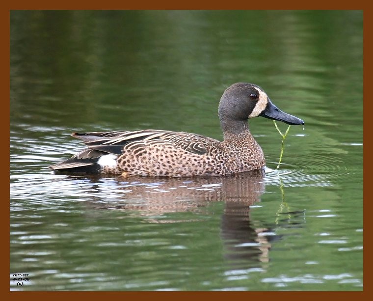 blue-winged teal 4-21-08 4c586b.JPG