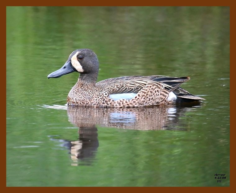 blue-winged teal 4-21-08 4c575b.JPG