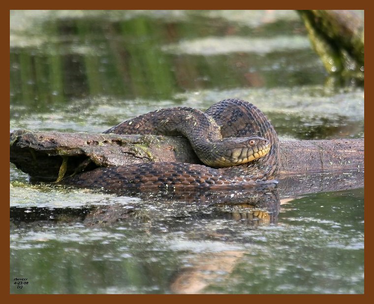 watersnake-diamond-back 4-23-08 4c871b.JPG