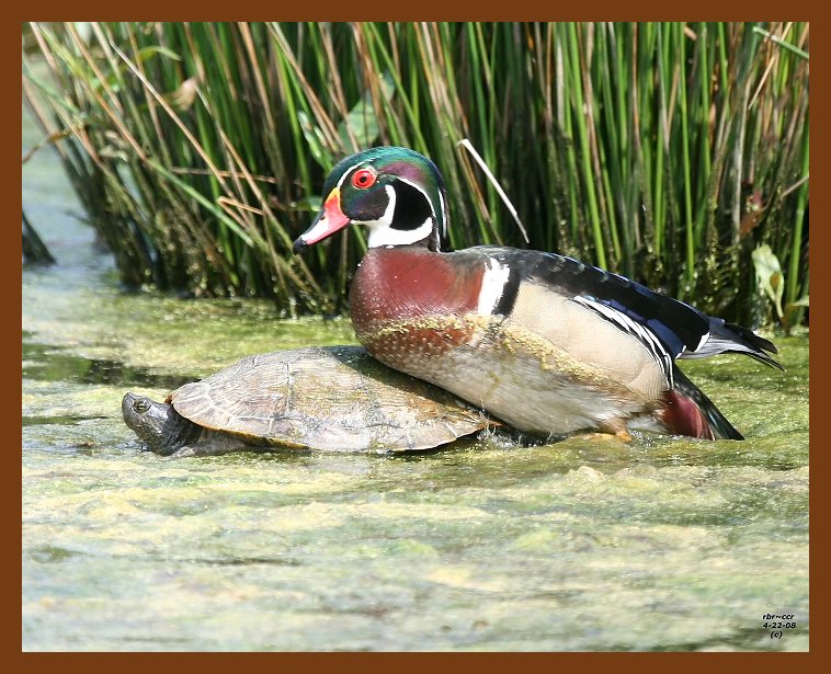 wood-duck-slider 4-22-08 4c729b.JPG