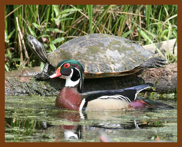wood-duck-cooter 4-23-08 4c959b.JPG