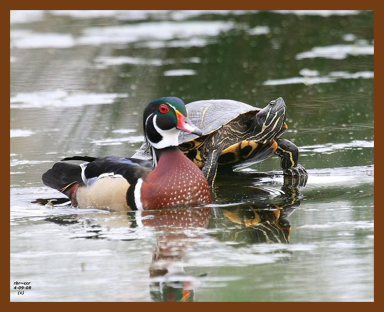 wood-duck-slider 4-9-08 4c185b.JPG