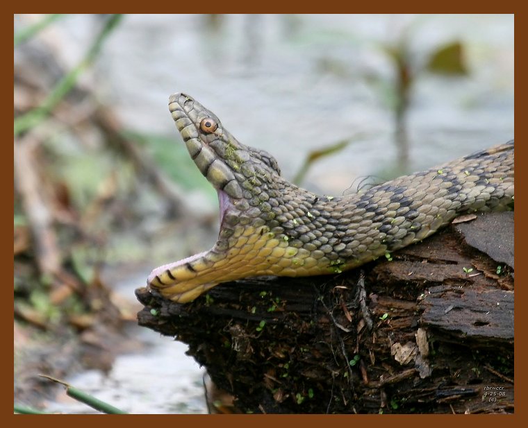 watersnake-diamond-back 4-25-08 4c106b.JPG