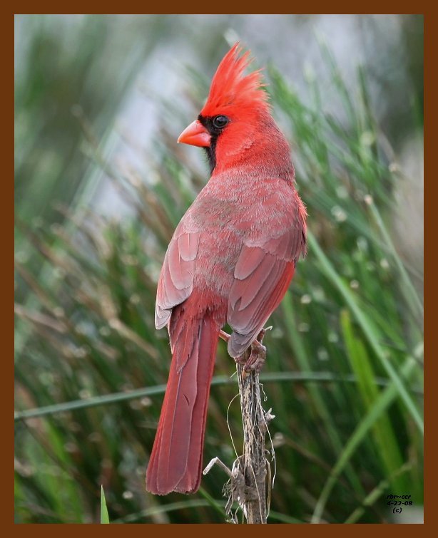 cardinal 4-22-08 4c801b.JPG
