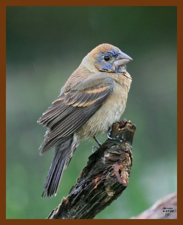 blue-grosbeak-young 4-27-08 4c510b.jpg