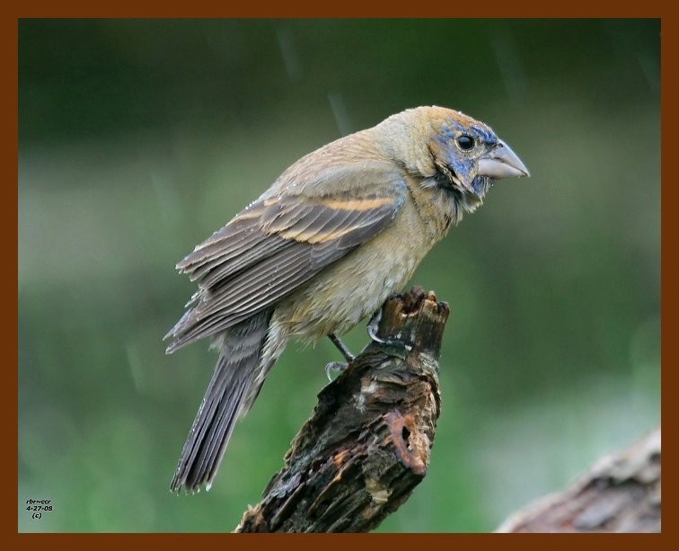 blue-grosbeak-young 4-27-08 4c512b.JPG