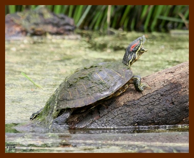 turtle-red-eared slider 4-25-08 4c129b.JPG