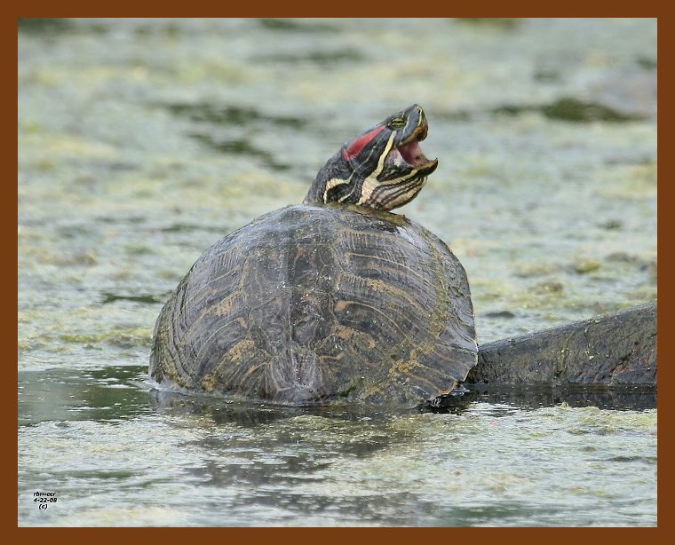 turtle-red-eared slider 4-22-08 4c824b.JPG