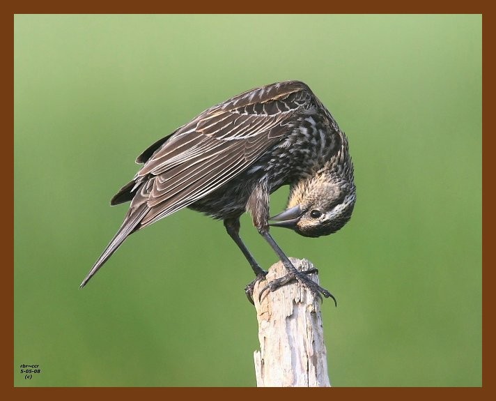 red-wing blackbird 5-5-08 4c669b.JPG