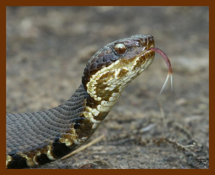 cottonmouth 5-1-08 4c010b.JPG