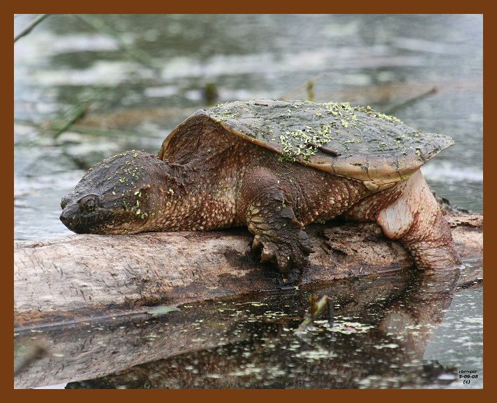 turtle-eastern snapper 5-9-08 4c461b.JPG